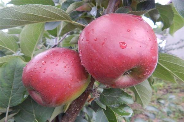 Apple tree Major photo