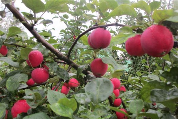 Apple tree Fire bird photo