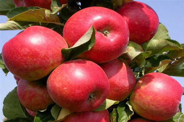 Apple tree Zhigulevskoe larawan