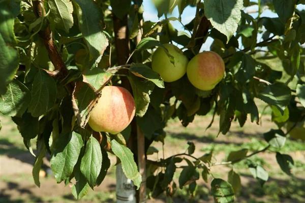 Apple tree Zhigulevskoe larawan