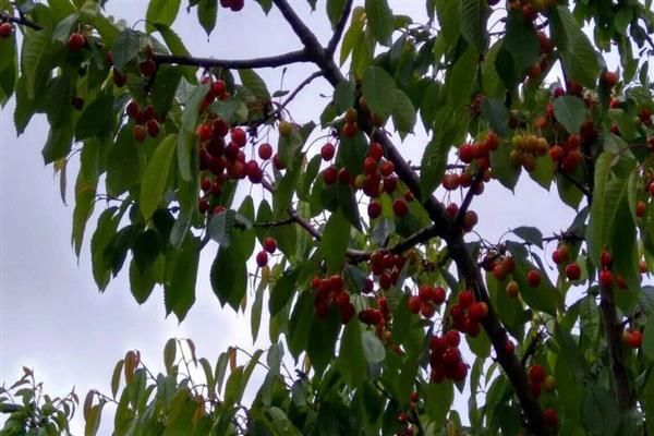 Maagang larawan ng cherry Dagestan