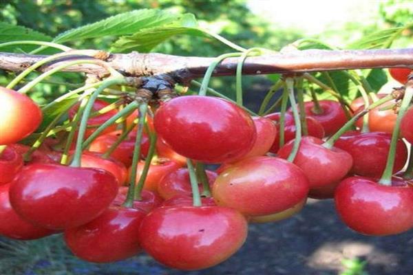 Fotografija Cherry Donchanka