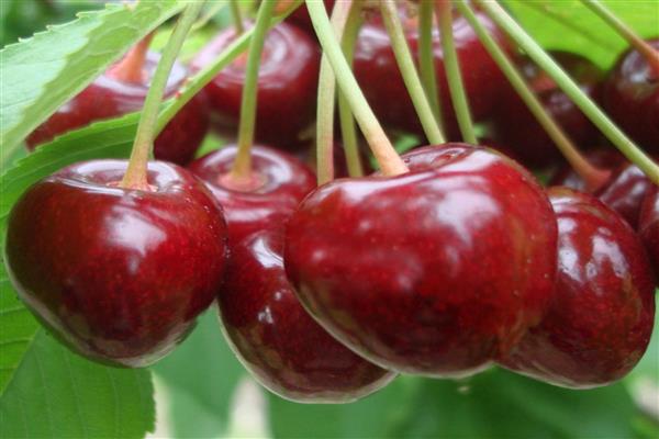 Larawan sa kagandahang Cherry Etok