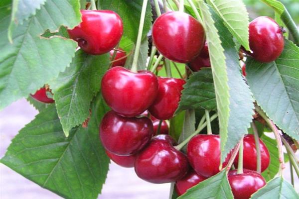 Cherry Ovstuzhenka litrato