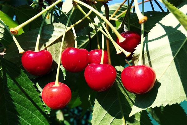 Cherry Pokrovskaya Erinnerungsfoto