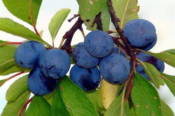 Pflaumenblaues Geschenkfoto