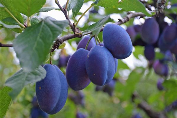 Pflaumenblaues Geschenkfoto