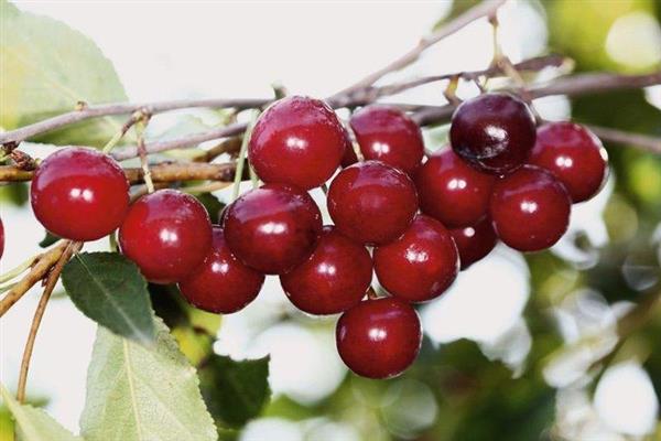 Fotografija Cherry Bolotovskaya