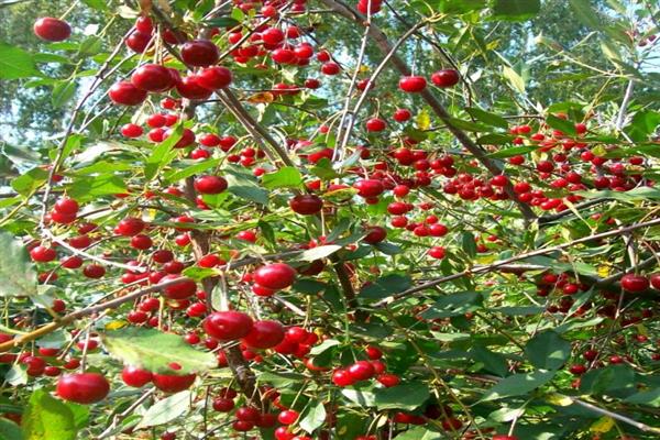 Fotografija Cherry Bolotovskaya