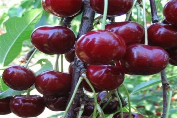 Cherry Khutoryanka photo