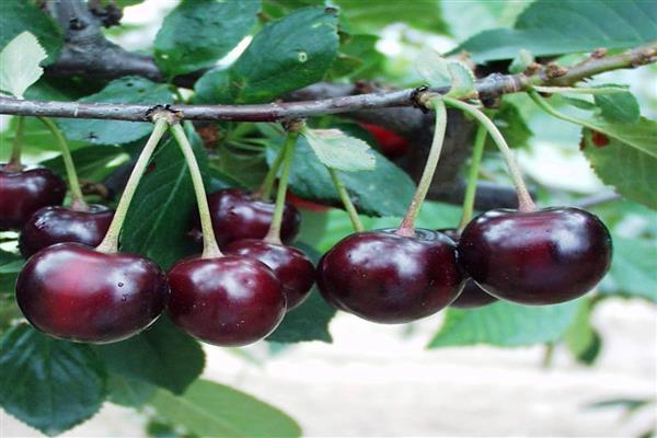 Cherry Khutoryanka photo