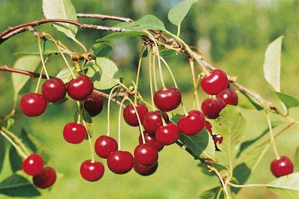 Cherry Shubinka photo