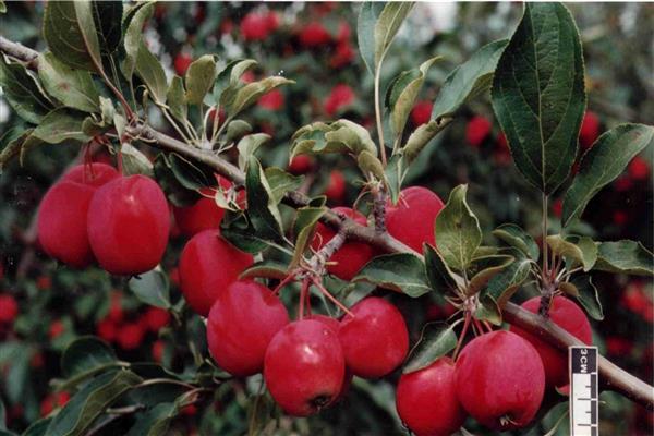 Apfelbaum Altai-Karmesinrot Foto