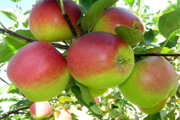 Apple tree Altai winter photo