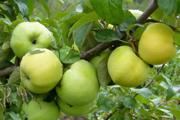 Larawan ng Apple-tree na Antonovka