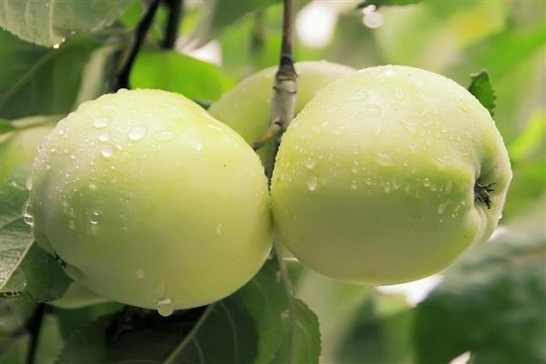 Larawan ng Apple-tree na Antonovka