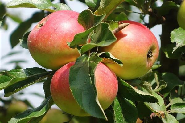 Apple tree August photo