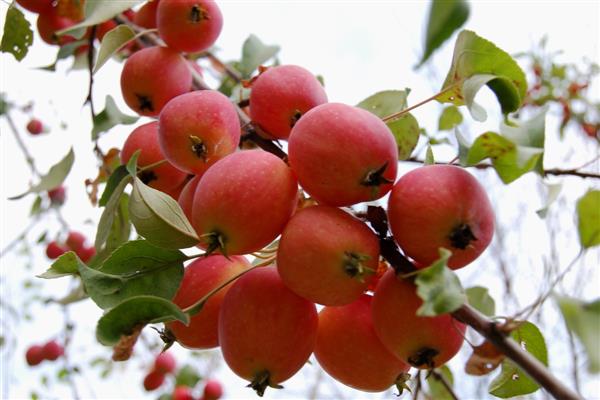 Larawan ng Apple-tree Baganenok