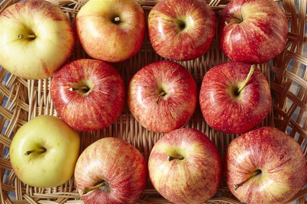 Apple-tree Bellefleur-Chinese photo