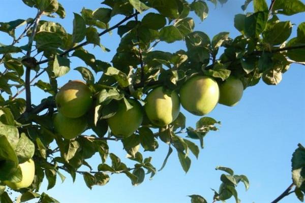 Apfelbaum belarussisches Synap-Foto