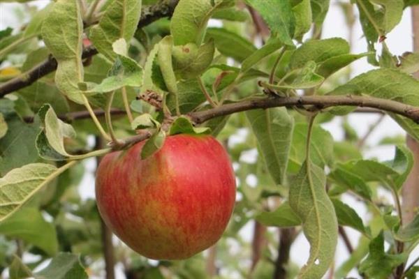 Apfelbaum Berkutovskoe Foto