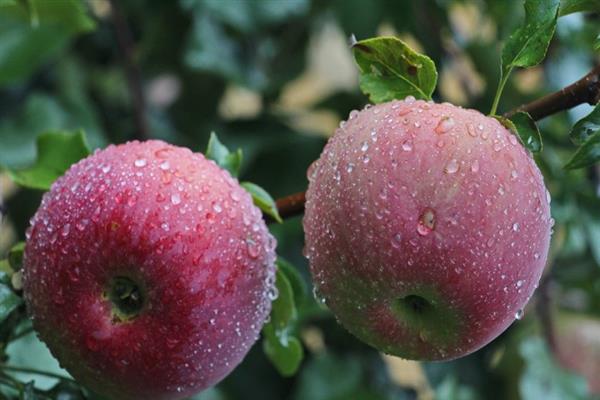 Apfelbaum Bessemyanka Michurinskaya Foto