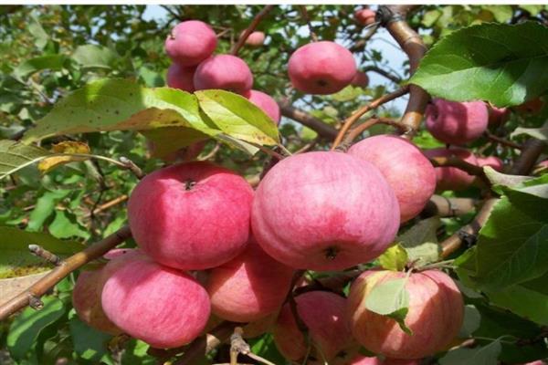 Larawan sa Apple-tree Bessemyanka Michurinskaya