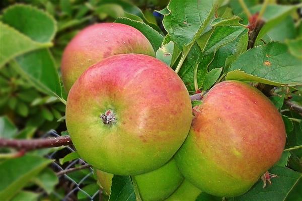 Larawan ng Apple-tree Borovinka