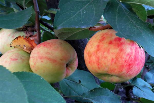 Larawan ng Apple-tree Borovinka