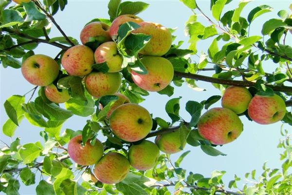 Larawan ng Apple-tree Borovinka