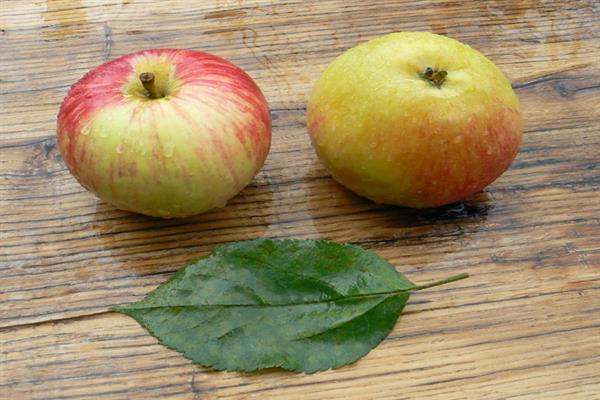 Larawan sa Apple-tree Buzovyazovskoe