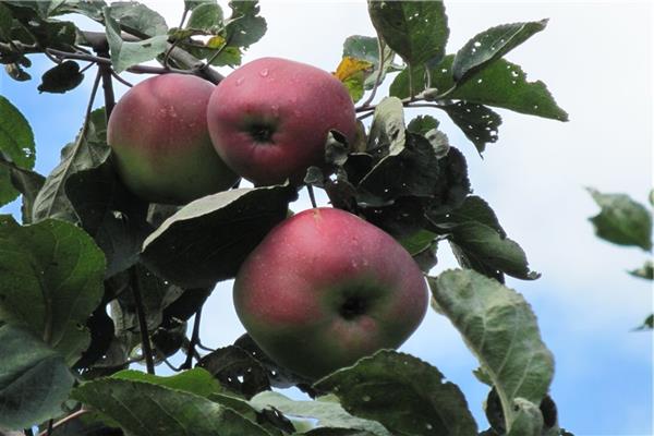 Dachnaya apple-tree