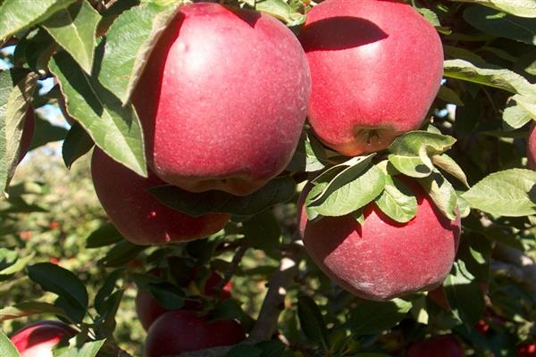 Puno ng Apple Masarap na larawan