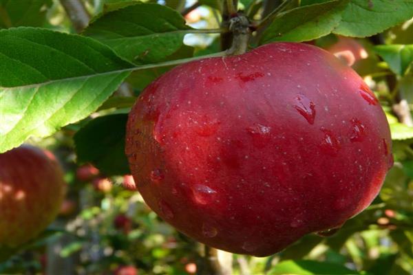 Larawan ng anak na babae ni Apple tree Macintosh