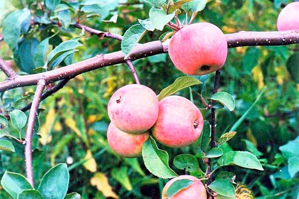 Apple tree Friendship of peoples photo