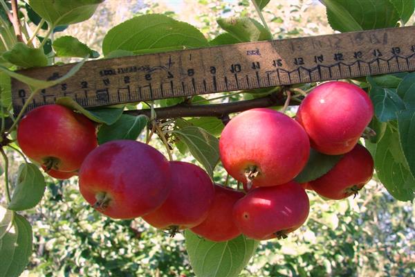 Larawan ng puno ng Apple na Dubrovinka