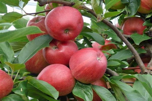 Apple tree Jonathan photo