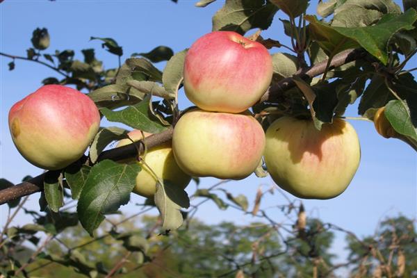 Apfelbaum Ermakovskoe Bergfoto