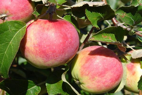 Apple tree Ermakovskoe mountain photo