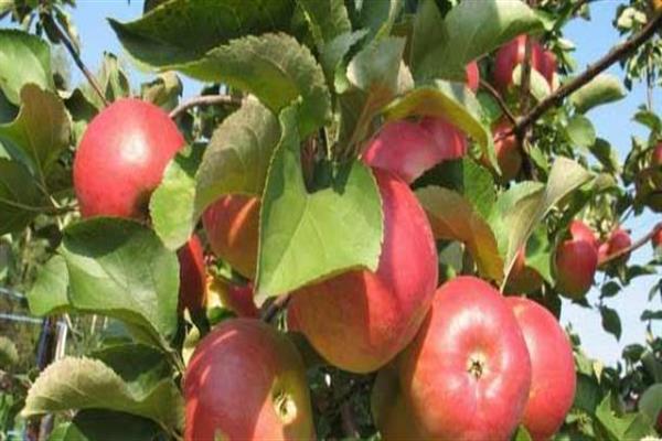 Apple tree Glogerovka photo