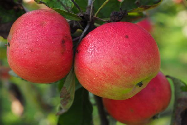 Apfelbaum Trauer Rot Foto