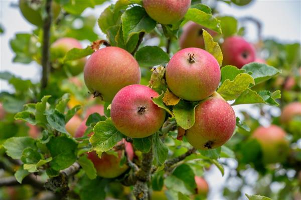 Apple tree Grushovka Moscow photo