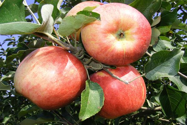 Apple tree Vadimovka photo