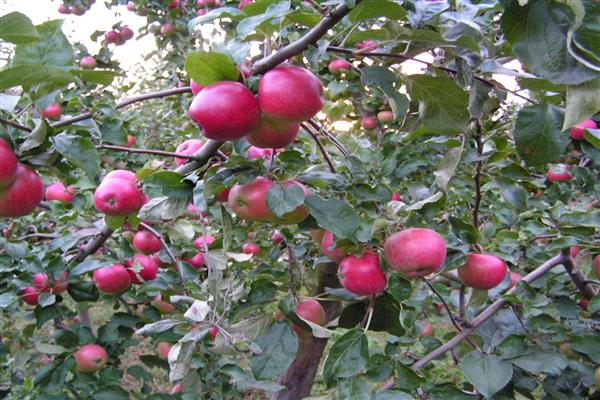 Apfelbaum Benjaminovskoe Foto