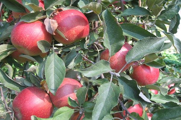 Apfelbaum Benjaminovskoe Foto