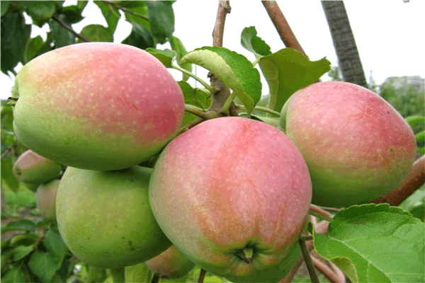 Apple tree Veteran photo