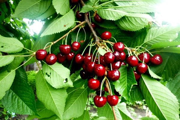 Cherry Favorit von Korvatsky Foto