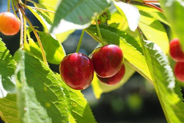 Cherry sa Memory ng Chernyshevsky larawan