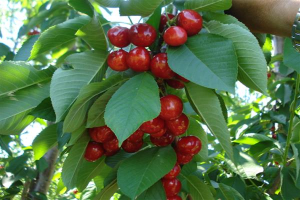 Cherry Pridonskaya litrato