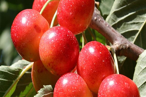 Sweet cherry early pink photo